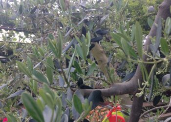 agricoltura-importanti-novita-in-arrivo