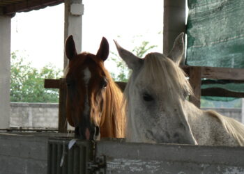 terremoto-istituito-il-numero-verde-1515-per-le-aziende-agricole