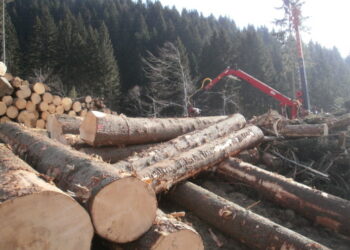 ambiente-presentata-la-nuova-forestale