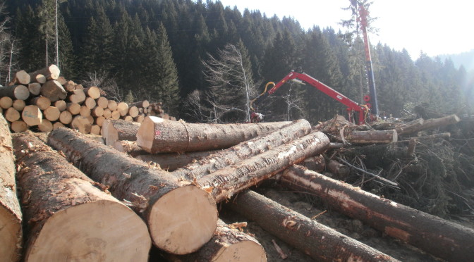 ambiente-presentata-la-nuova-forestale