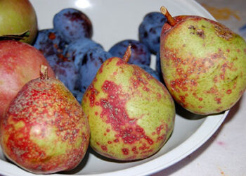 europa-arrivano-i-nuovi-prodotti-alimentari