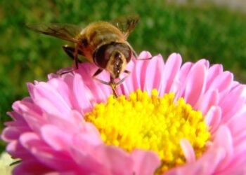 marche-inaugurata-la-prima-oasi-di-biodiversita-in-una-discarica