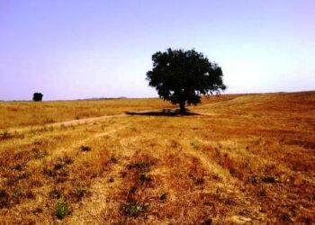 occupazione-cresce-in-agricoltura