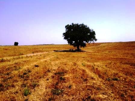 occupazione-cresce-in-agricoltura