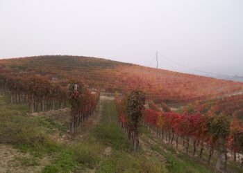 ocm-promozione-vino-approvato-il-decreto-per-il-2018