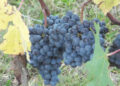 Ocm vino