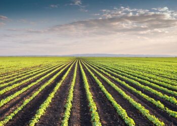 ogm-sempre-piu-spazio-nel-mondo