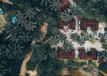 olio-di-palma-industria-alimentare-italiana-vicina-al-100-di-sostenibilita