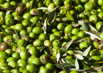 lolio-di-sicilia-diventa-igp