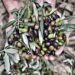 olio-di-sicilia-in-arrivo-ligp