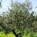 olio-extravergine-benefico-per-la-lotta-al-tumore-al-seno