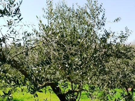 olio-extravergine-benefico-per-la-lotta-al-tumore-al-seno