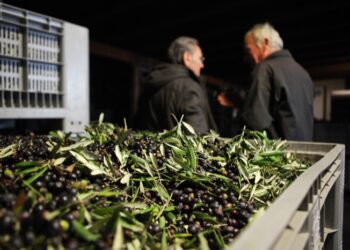sapere-di-pane-sapore-di-olio-il-3-e-4-novembre-a-gualdo-cattaneo
