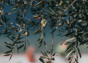 xylella-in-arrivo-il-bando-per-la-ricostituzione-del-patrimonio-olivicolo-pugliese-danneggiato