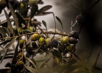 agricoltura-sequenziato-il-genoma-dellolivo