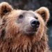 orso-marsicano-icona-che-vale-9-milioni