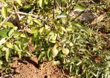 ricerca-unibo-tetti-verdi-e-agricoltura-urbana