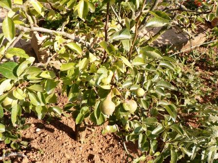 ricerca-unibo-tetti-verdi-e-agricoltura-urbana