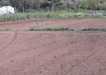 orticoltura-biodinamica-a-battaglia-terme-padova