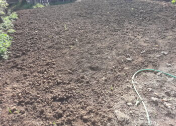 roma-lorto-in-sharing-economy