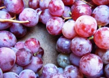 quale-futuro-per-lortofrutta-made-in-italy