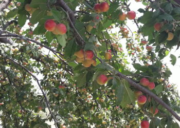 il-2-agosto-e-lovershoot-daydebito-ecologico-in-crescita