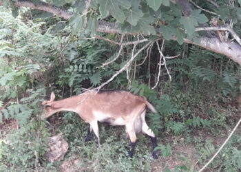 pac-post-2020-primo-appuntamento-il-29-novembre