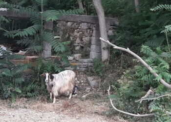 pac-del-futuro-tagli-quasi-certi-per-vincoli-di-bilancio