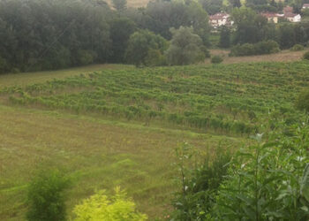 siena-due-giornate-internazionali-sullagricoltura