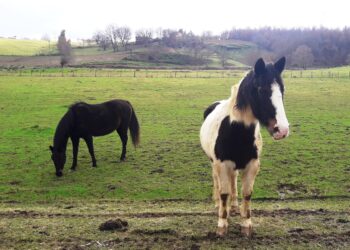 agea-arrivano-i-pagamenti