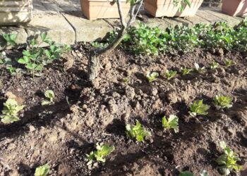 aiuti-accoppiati-aumento-per-riso-bietole-e-grano-duro