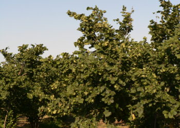 pac-in-lombardia-pagamenti-in-ritardo