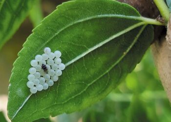 vespe-samurai-in-arrivo-in-44-siti-trentini-parte-il-2-anno-di-rilasci-contro-la--cimice