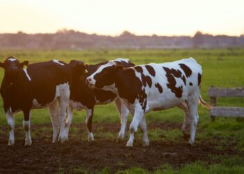 matese-patto-di-reciprocita-per-tutelare-agricoltura-ed-allevamento