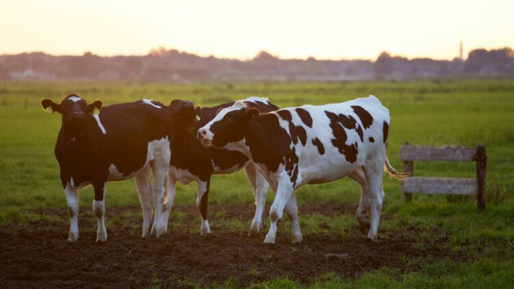 matese-patto-di-reciprocita-per-tutelare-agricoltura-ed-allevamento