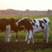 matese-patto-di-reciprocita-per-tutelare-agricoltura-ed-allevamento