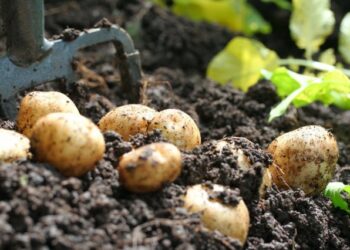 europa-drastico-calo-della-produzione-di-patate