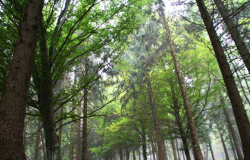 pnrr-wwf-manca-strategia-per-tutela-capitale-naturale-italiano
