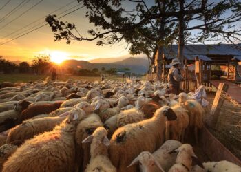 lunione-coltivatori-italiani-a-sostegno-dei-pastori-sardi