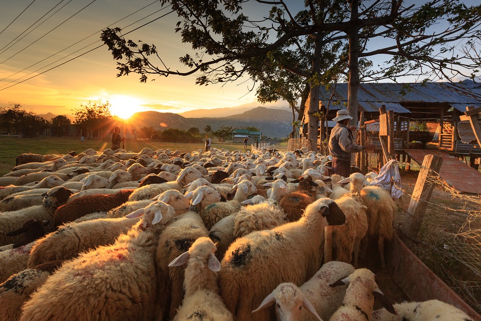 lunione-coltivatori-italiani-a-sostegno-dei-pastori-sardi