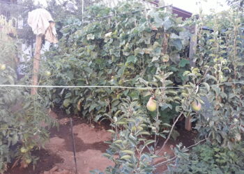 riforma-delle-pensioni-la-situazione-di-iap-e-coltivatori-diretti