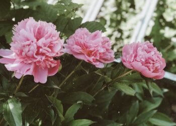 festa-della-mamma-florovivaisti-italiani-bouquet-in-1-famiglia-su-3