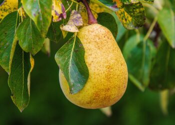 pere-annata-disastrosa