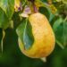pere-annata-disastrosa