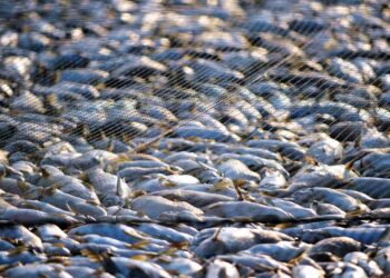 nuove-misure-contro-la-pesca-illegale