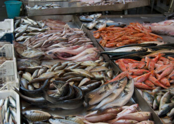 pesca-mondiale-lallarme-del-rapporto-fao