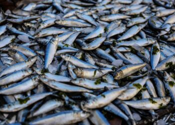 calabria-emergenza-per-il-settore-pesca