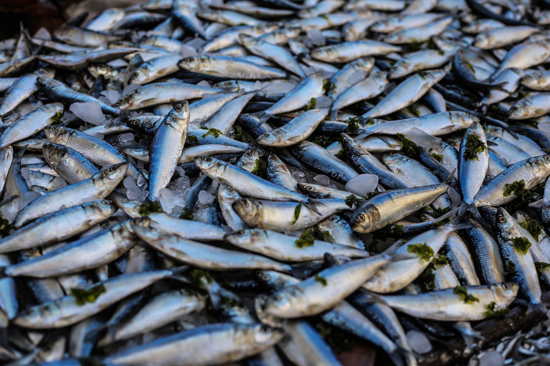 calabria-emergenza-per-il-settore-pesca