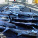 pesce-sulla-tavola-arriva-il-falso