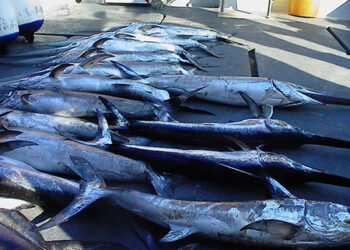 mediterraneo-preoccupazioni-per-la-sovrapesca-del-pescespada
